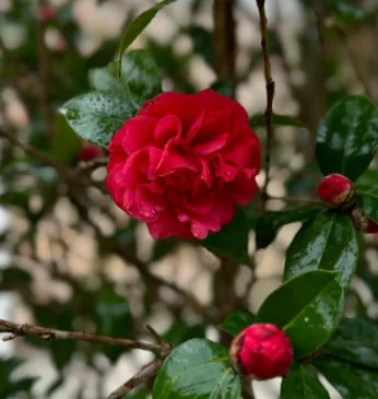山茶花花語: 紅色山茶花的寓意,象徵與送花指南
