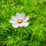 波斯菊花語: 純潔,快樂與愛情的隱秘寓意解析