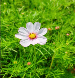 波斯菊花語: 純潔,快樂與愛情的隱秘寓意解析