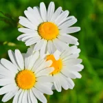 雛菊花語: 一朵小白花，藏著多少真心話？