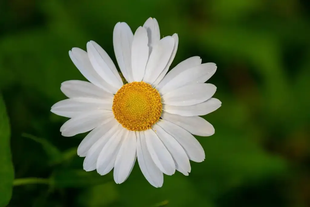 雛菊花語: 一朵小白花，藏著多少真心話？