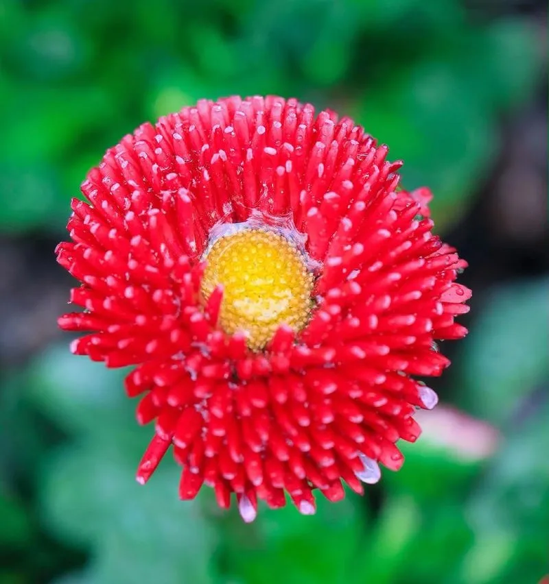 雛菊花語: 一朵小白花，藏著多少真心話？