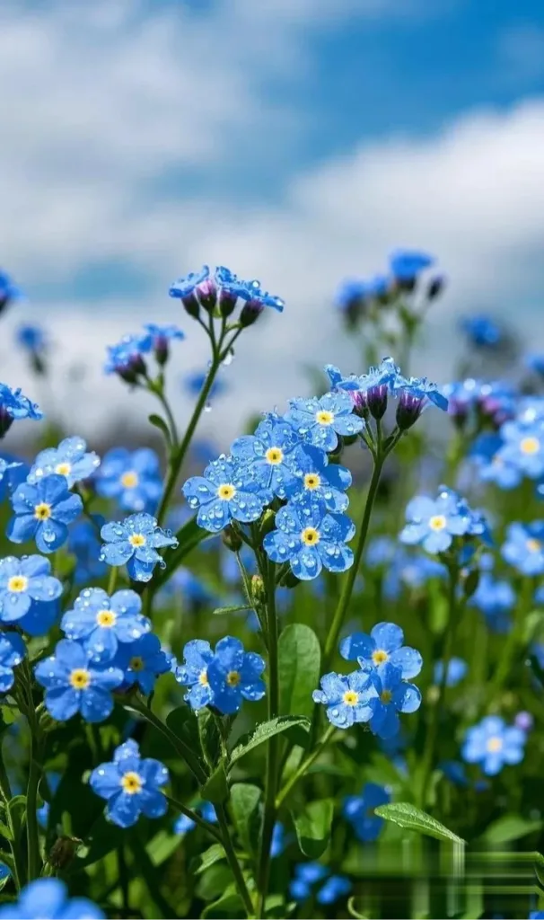 勿忘我花語是什麼? 愛情,友情與顏色象徵完整解析