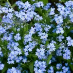 勿忘我花語是什麼? 愛情,友情與顏色象徵完整解析