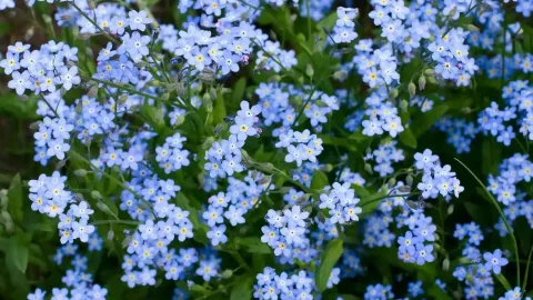 勿忘我花語是什麼? 愛情,友情與顏色象徵完整解析