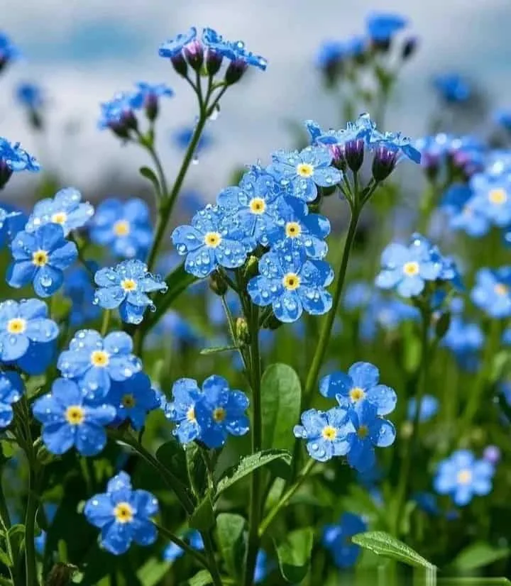 勿忘我花語是什麼? 愛情,友情與顏色象徵完整解析
