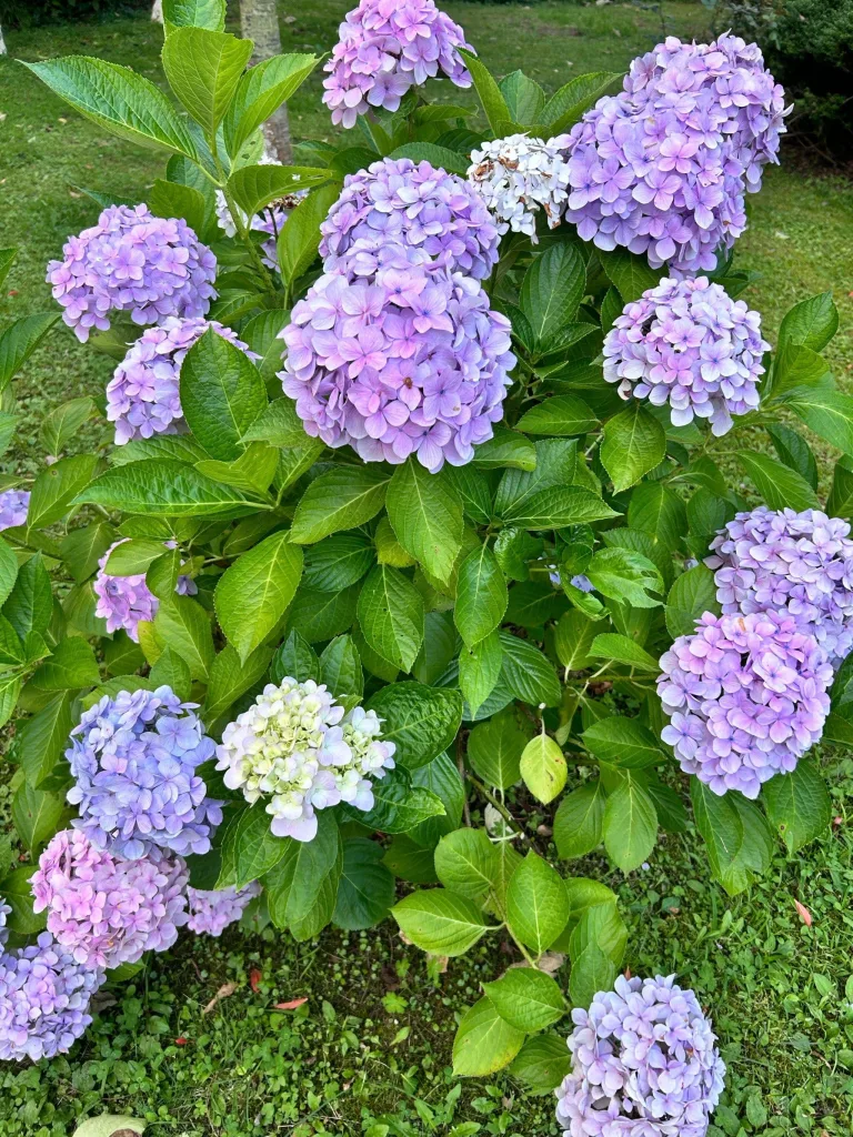 繡球花花語: 從養花新手到读懂人心