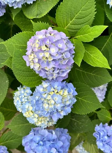 繡球花花語: 從養花新手到读懂人心