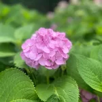 繡球花花語：從養花新手到读懂人心