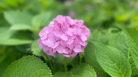繡球花花語：從養花新手到读懂人心