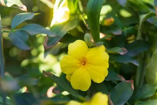 茉莉花花語: 不同顏色茉莉花的象徵意義