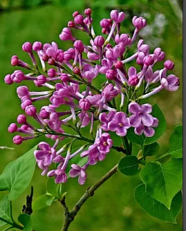 闻到香味就想家:紫丁香的花语与记忆