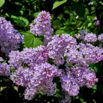 闻到香味就想家:紫丁香的花语与记忆