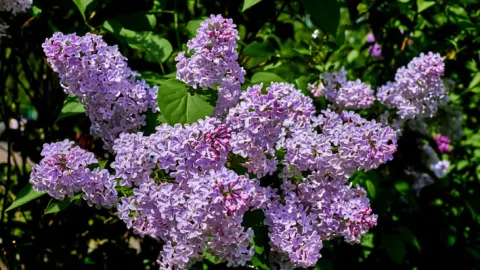闻到香味就想家:紫丁香的花语与记忆