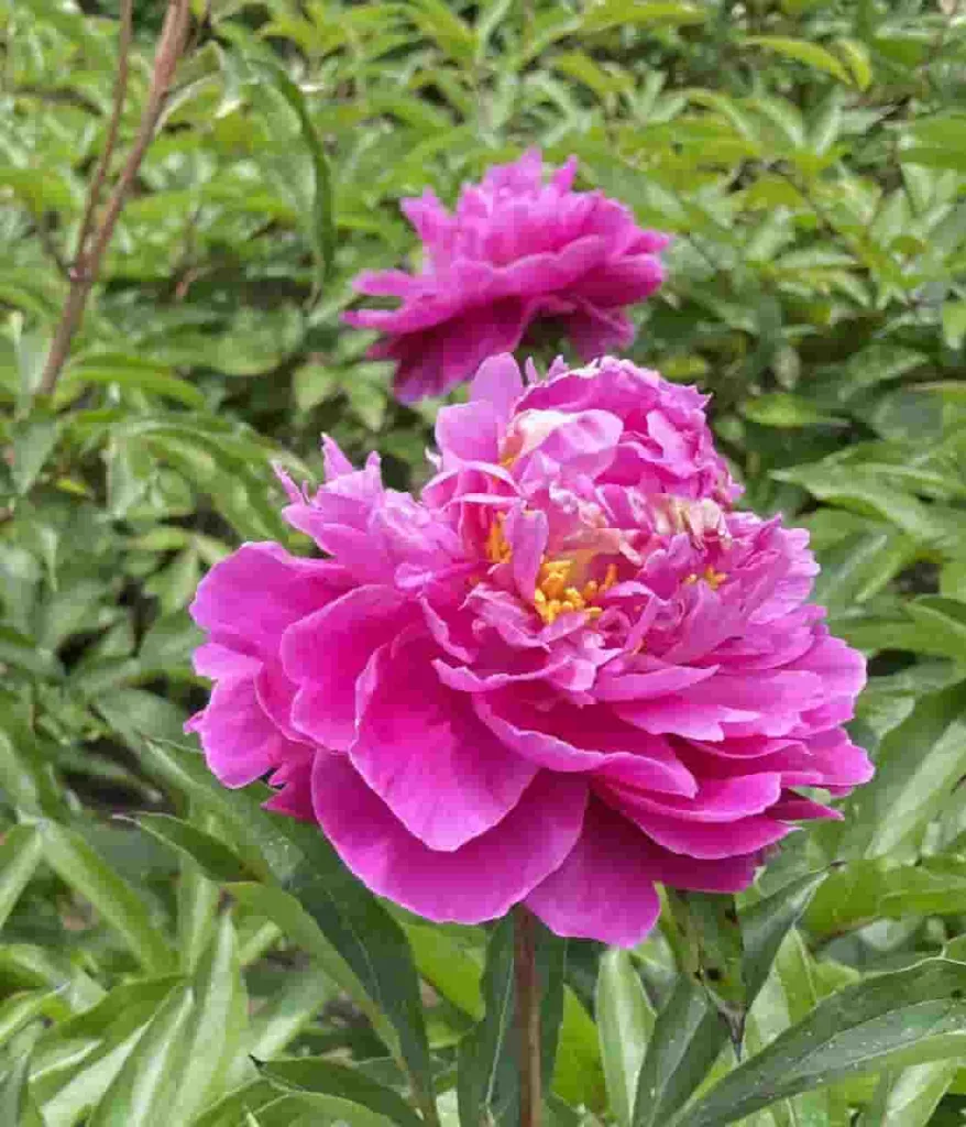 芍藥花語:從看不到離不開的愛情之花意義解析