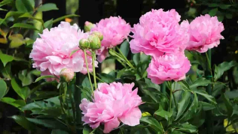 芍藥花語:從看不到離不開的愛情之花意義解析