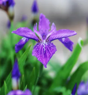 紫色鳶尾：不是高冷，是心裡有光