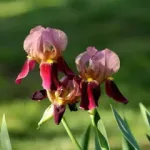 鳶尾花花語: 不同顏色鳶尾花的象徵意義與送花指南