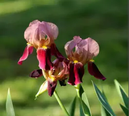 鳶尾花花語: 不同顏色鳶尾花的象徵意義與送花指南