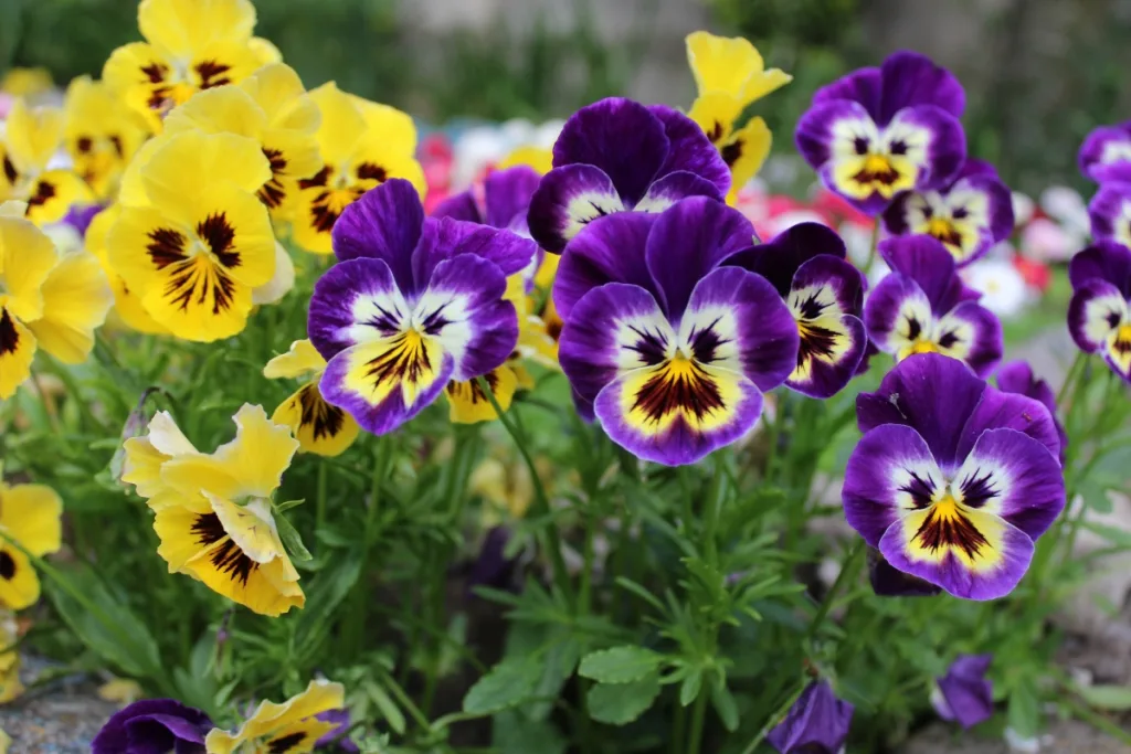 三色堇花语藏着大智慧