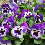 三色堇花语藏着大智慧