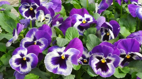 三色堇花语藏着大智慧