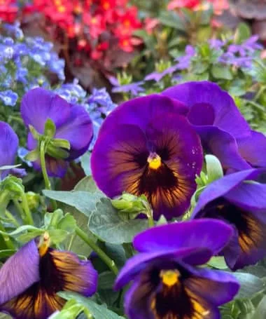 三色堇花語藏著大智慧