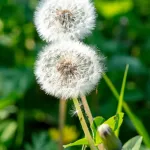 蒲公英花語: 輕飄飄的背後,是沉甸甸的人生