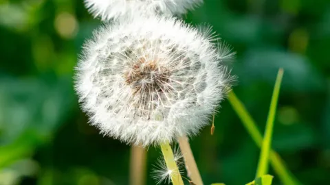 蒲公英花語: 輕飄飄的背後,是沉甸甸的人生