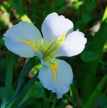 白色鳶尾：乾淨得讓人想保護