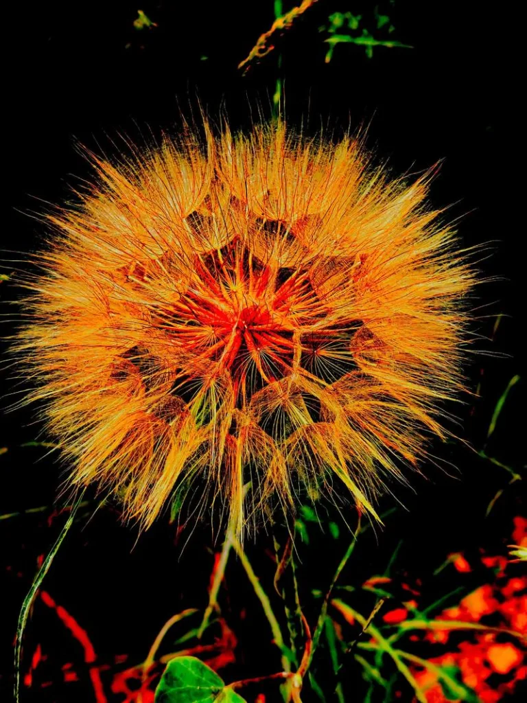 蒲公英花語: 輕飄飄的背後,是沉甸甸的人生