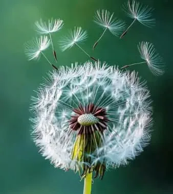蒲公英花語: 輕飄飄的背後,是沉甸甸的人生