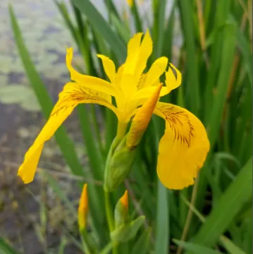 黃色鳶尾：快樂會傳染！