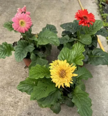 非洲菊花語大全:送花前必看,解讀溫暖又直爽的真心話