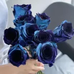 藍玫瑰花語是什麼?象徵奇蹟,神祕與獨特的愛