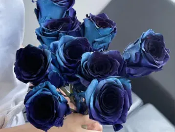 藍玫瑰花語是什麼?象徵奇蹟,神祕與獨特的愛