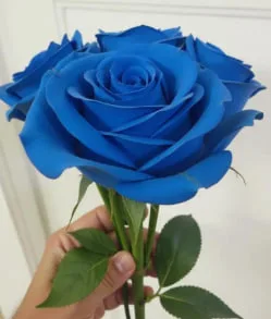 藍玫瑰花語是什麼?象徵奇蹟,神祕與獨特的愛