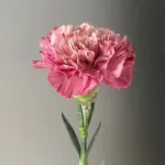 康乃馨花語图解全知道,送花送对人才懂你的心