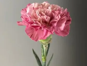 康乃馨花語图解全知道,送花送对人才懂你的心