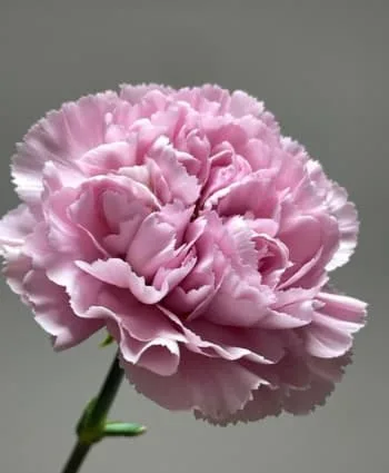 康乃馨花語图解全知道,送花送对人才懂你的心