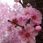 櫻花花語是什麼?象徵生命,愛情與日本文化的深層含義