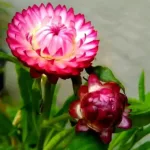 菊花花語: 不同顏色菊花代表什麼意義？