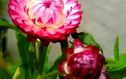 菊花花語: 不同顏色菊花代表什麼意義？