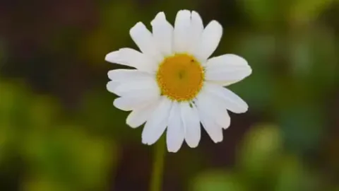 小雛菊花語與寓意:想告白選這朵花成功率更高