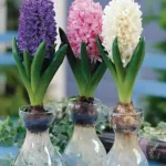 風信子花語代表什麼意思?不同顏色寓意不同喔