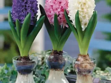 風信子花語代表什麼意思?不同顏色寓意不同喔