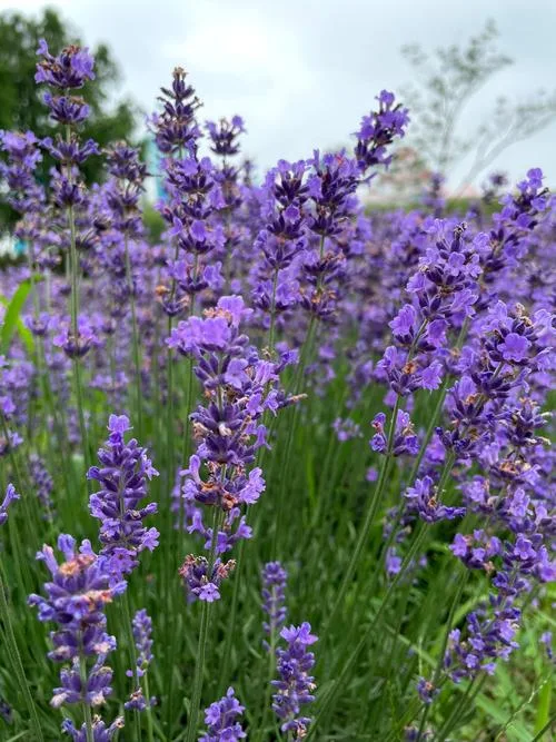 薰衣草花語是什麼?送禮禁忌與象徵意義一次看懂
