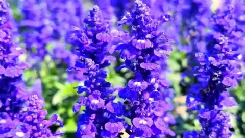 薰衣草花語是什麼？送禮禁忌與象徵意義一次看懂