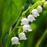 鈴蘭花語是什麼？花店老闆告訴你「幸福歸來」的真正意思