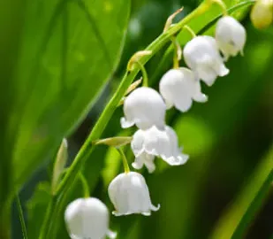 鈴蘭花語是什麼？花店老闆告訴你「幸福歸來」的真正意思